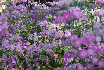 Close-up of fresh purple flowers blooming in garden