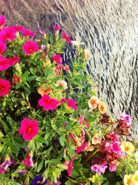 Pink flowers blooming in park