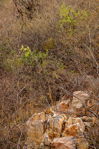 High angle view of rocks in forest