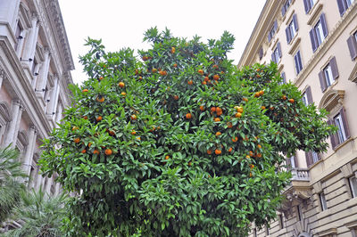 Low angle view of oranges growing on tree amidst building against sky