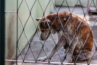 View of a dog looking through metal fence