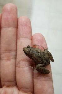 Close-up of hand holding small