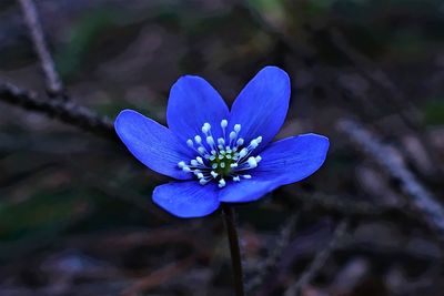 Close-up of purple crocus flower