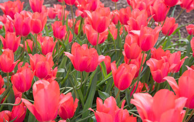 Close-up of tulips blooming on field