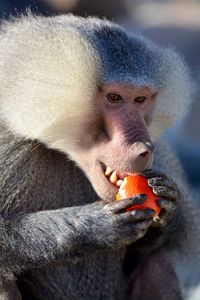 Close-up of monkey