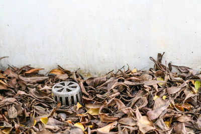 Close-up of dry leaves on wood against wall