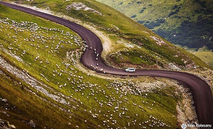 aerial view, high angle view, transportation, rural scene, road, tree, landscape, outdoors, nature, scenics, agriculture, no people, day, drone