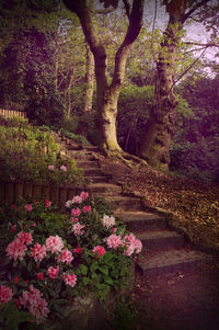 Flowers growing on tree