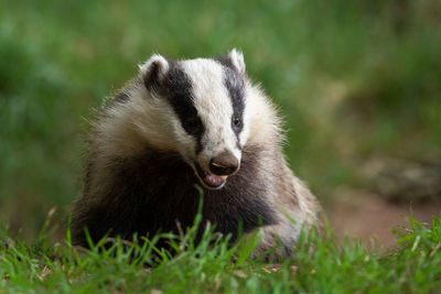 View of rabbit on field