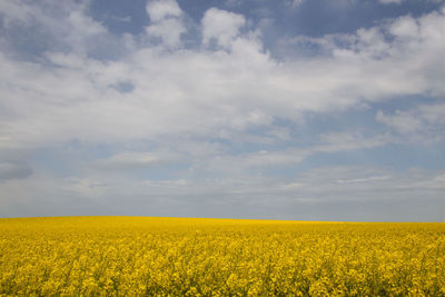 Scenic view of oilseed rape field against sky