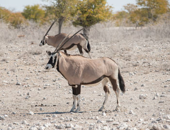 Oryx antelope in the etosha national park namibia south africa