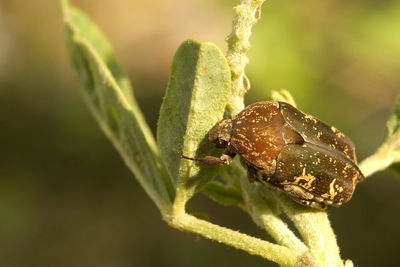 Close-up of insect on plant