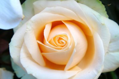 Close-up of rose flower