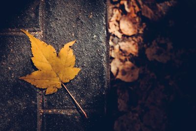 Close-up of yellow maple leaf