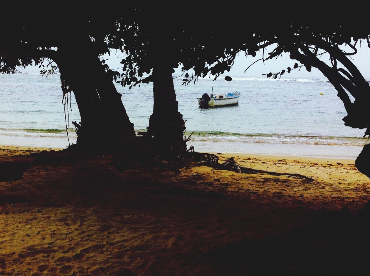 beach, tree, water, sea, sand, silhouette, tree trunk, shore, tranquility, shadow, sunlight, nature, tranquil scene, palm tree, beauty in nature, scenics, sky, outdoors, wood - material, sunset