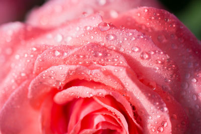 Close-up of water drops on pink rose