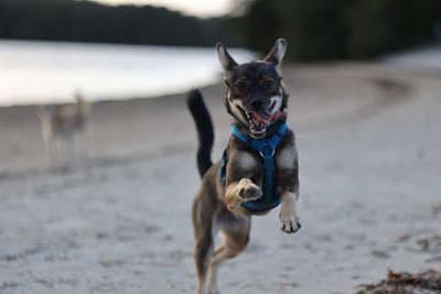 Dogs running on road