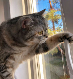 Close-up of a cat looking away