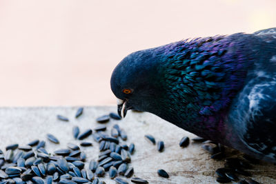 Close-up of pigeon