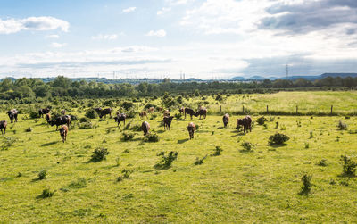 A herd of cattle heck, grazing in a clearing on a spring sunny day in western germany.