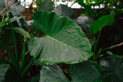 Close-up of wet plant leaves