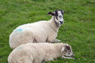 Portrait of sheep on field