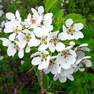 Close-up of white blossom