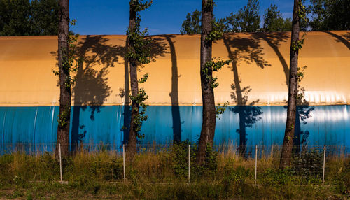 Plants by lake against sky at sunset