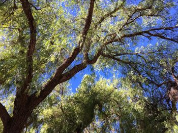 Low angle view of trees in forest