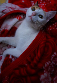 Close-up portrait of a cat