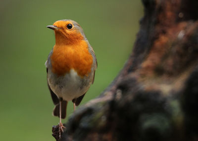 Close-up of bird perching outdoors