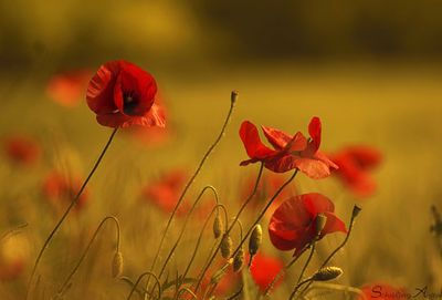 Close-up of red poppy flowers on field