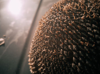 Close-up of sunflower