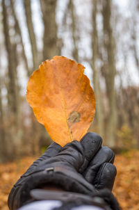 Close-up of autumn leaf on tree in forest