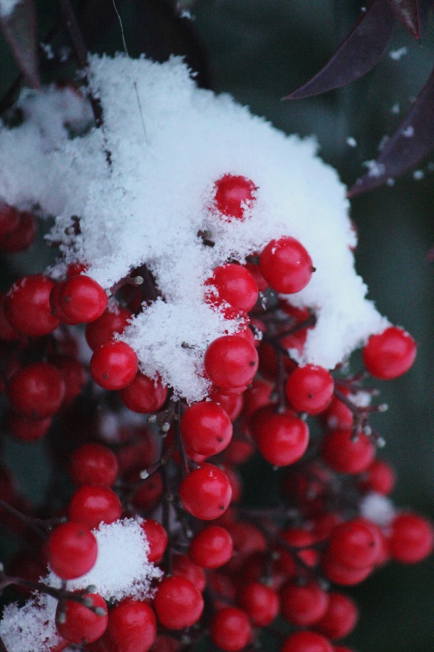 CLOSE-UP OF FROZEN BERRIES ON SNOW