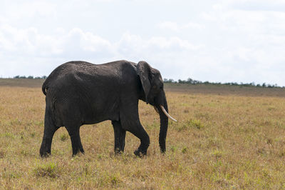 View of elephant standing on field