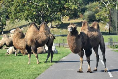 Camels in a field