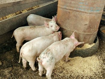 View of pigs in pen