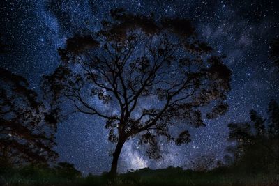 Low angle view of tree against sky at night