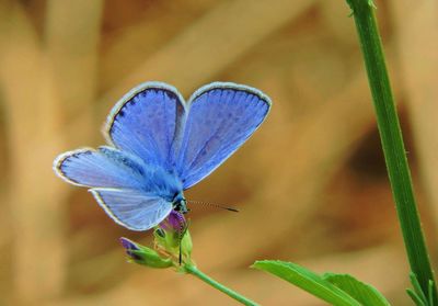 Close-up of butterfly perching on flower