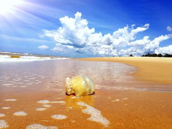 View of crab on beach