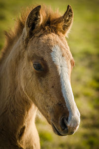 Close-up of a horse