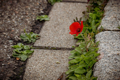 High angle view of red flowering plant