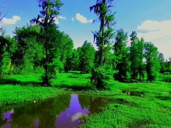 Reflection of trees in lake