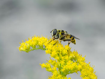 Close-up of bee pollinating on yellow flower