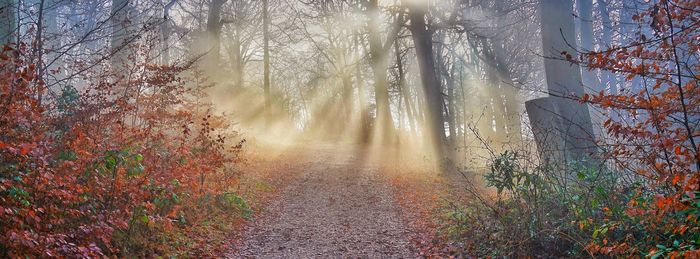 Trees in forest during autumn