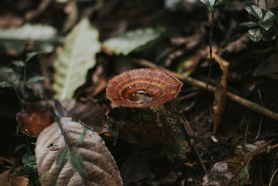 Close-up of snail on ground