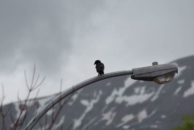 Low angle view of bird perching on a tree