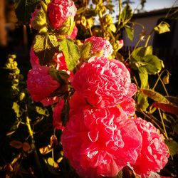 Close-up of red flowers blooming outdoors