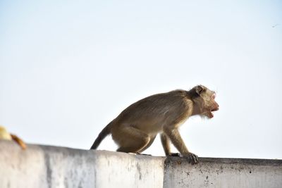 Side view of monkey on wall against clear sky
